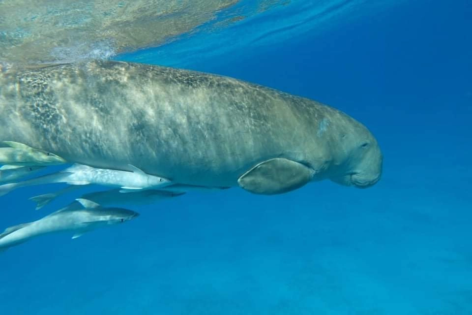 Dugongo nuota tra le acque cristalline di Marsa Mubarak accompagnato da remore, una delle esperienze indimenticabili durante l’escursione privata in barca al tramonto (VIP) nel Mar Rosso vicino a Marsa Alam.