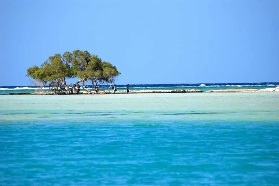 Piccola isola con mangrovie circondata da acque turchesi e limpide a El Qulaan, vicino a Marsa Alam, scenario ideale per escursioni nella natura e relax lontano dalla folla.