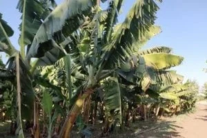 Piantagione di banane a Banana Island durante l’escursione in feluca sul Nilo con pranzo o cena
