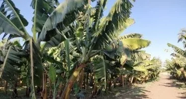 Piantagione di banane a Banana Island durante l’escursione in feluca sul Nilo con pranzo o cena