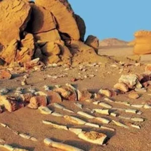 Scheletri fossili di antiche balene nel deserto di Wadi El Hitan durante l’Escursione Fayoum Wadi El Rayan e Wadi El Hitan dal Cairo