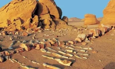Scheletri fossili di antiche balene nel deserto di Wadi El Hitan durante l’Escursione Fayoum Wadi El Rayan e Wadi El Hitan dal Cairo