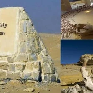 Fossili e paesaggi desertici a Wadi El Hitan la Valle delle Balene visitata durante l’Escursione Fayoum Wadi El Rayan e Wadi El Hitan dal Cairo
