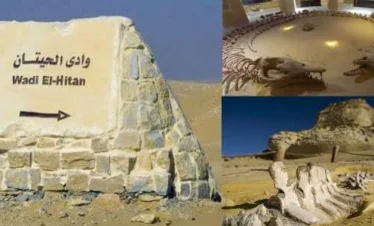 Fossili e paesaggi desertici a Wadi El Hitan la Valle delle Balene visitata durante l’Escursione Fayoum Wadi El Rayan e Wadi El Hitan dal Cairo